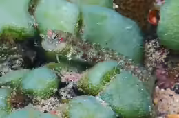 Blenniella gibbifrons