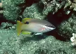 Bodianus albotaeniatus