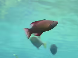 Bodianus diana