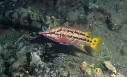 Bodianus diplotaenia
