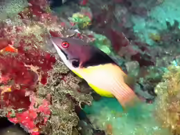 Bodianus mesothorax