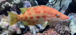 Bodianus oxycephalus