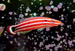 Bodianus sepiacaudus