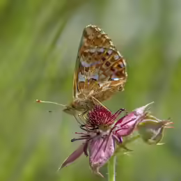 Boloria aquilonaris