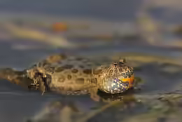 Bombina bombina