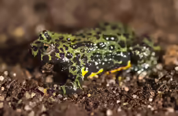 Bombina orientalis