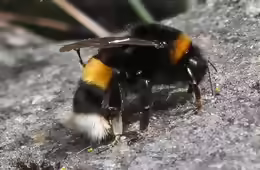 Bombus cryptarum