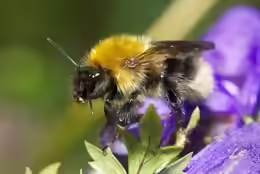 Bombus gerstaeckeri