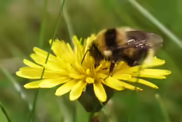 Bombus hortorum