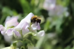Bombus pascuorum