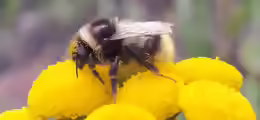 Bombus sichelii