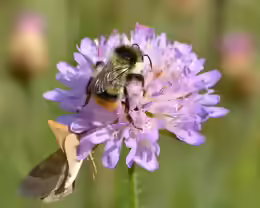 Bombus sylvarum