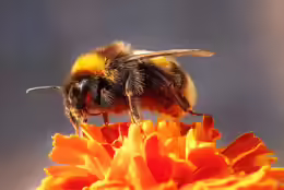 Bombus terrestris