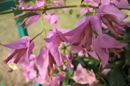Bougainvillea peruviana