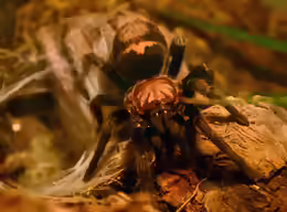 Brachypelma albiceps