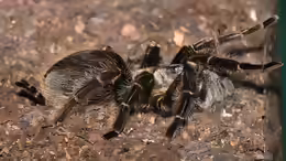 Brachypelma albopilosum