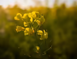 Brassica napus