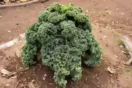 Brassica oleracea var. acephala