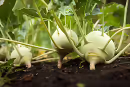 Brassica oleracea var. gongylodes