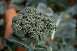 Brassica oleracea var. italica