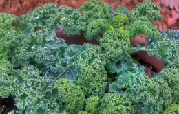 Brassica oleracea var. sabellica