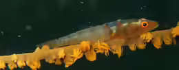Bryaninops yongei