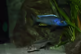 Buccochromis spectabilis