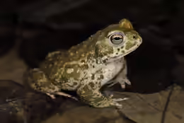 Bufo calamita