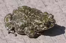 Bufo viridis