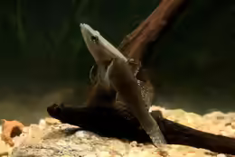 Butis humeralis