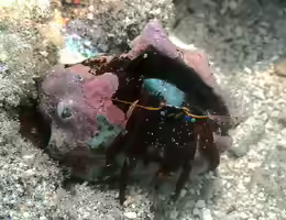 Calcinus morgani