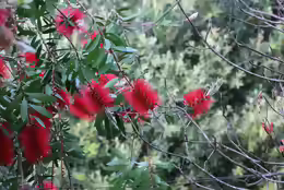 Callistemon citrinus