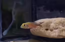 Callochromis macrops