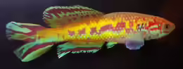 Callopanchax occidentalis