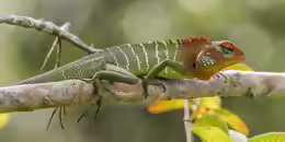 Calotes calotes