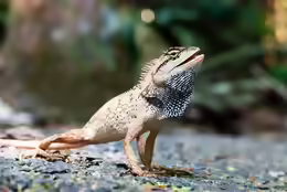 Calotes emma
