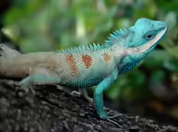 Calotes mystaceus