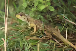 Calotes versicolor