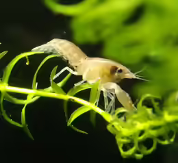 Cambarellus diminutus