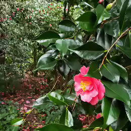 Camellia japonica