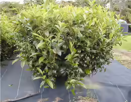 Camellia sinensis