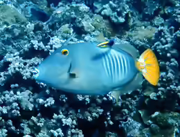 Cantherhines dumerilii