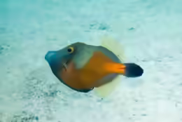 Cantherhines macrocerus