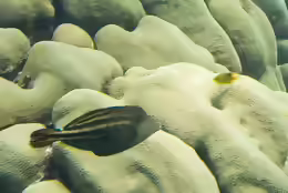 Cantherhines pullus