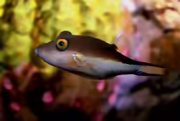Canthigaster rostrata