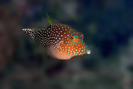 Canthigaster solandri