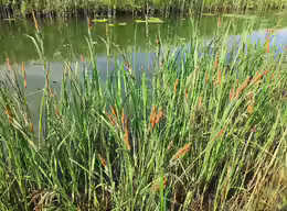 Carex acuta