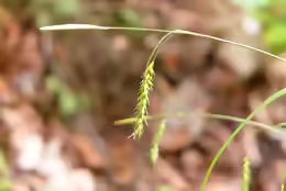 Carex sylvatica