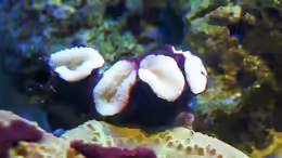 Caulastraea echinulata