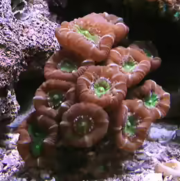 Caulastraea furcata